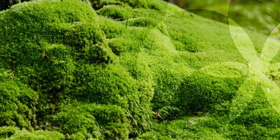 earthmoss header image