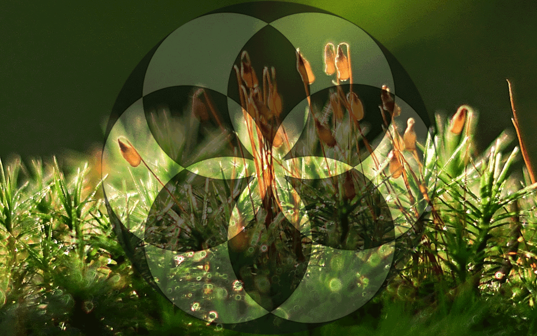 Chapter 4 : The birth of civilisations in western Asia