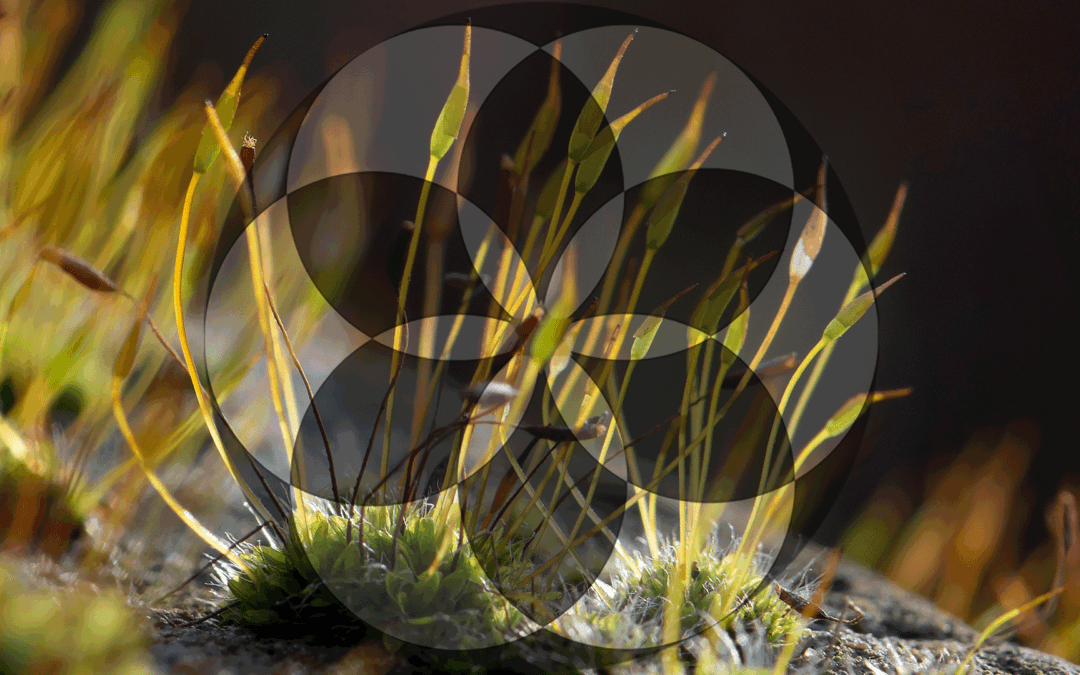 Chapter 7 : New gods for old, stop me and buy one