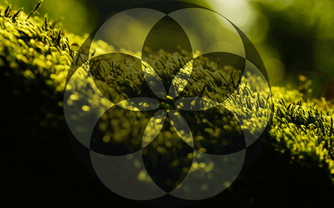 Chapter 10 : The early church sires the medieval