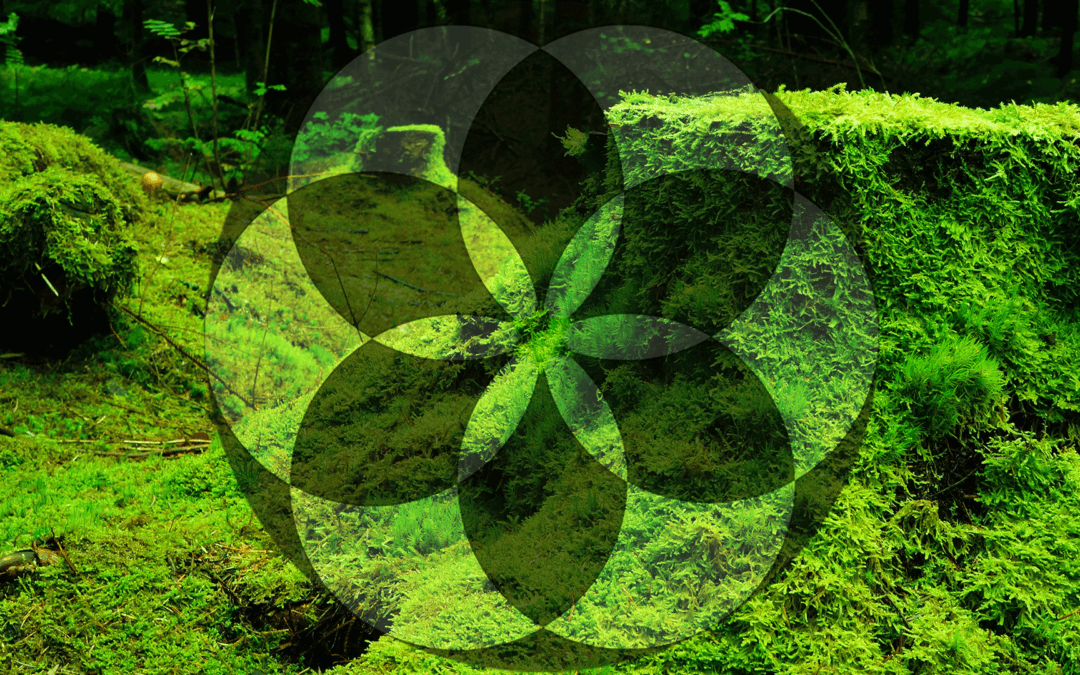 chapter 13 : the noble lie of the glorious revolution