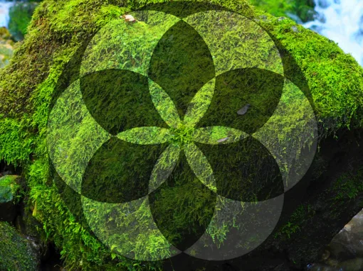 chapter 16 : hostile feelings – the international repercussion of reason