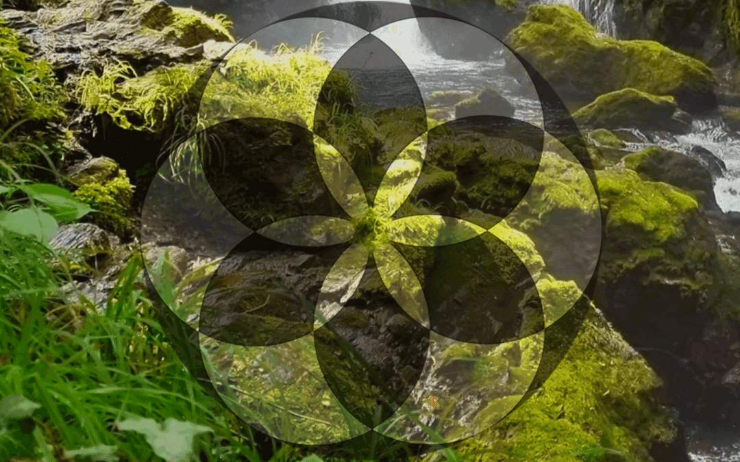 chapter 17 : the causes of WW2